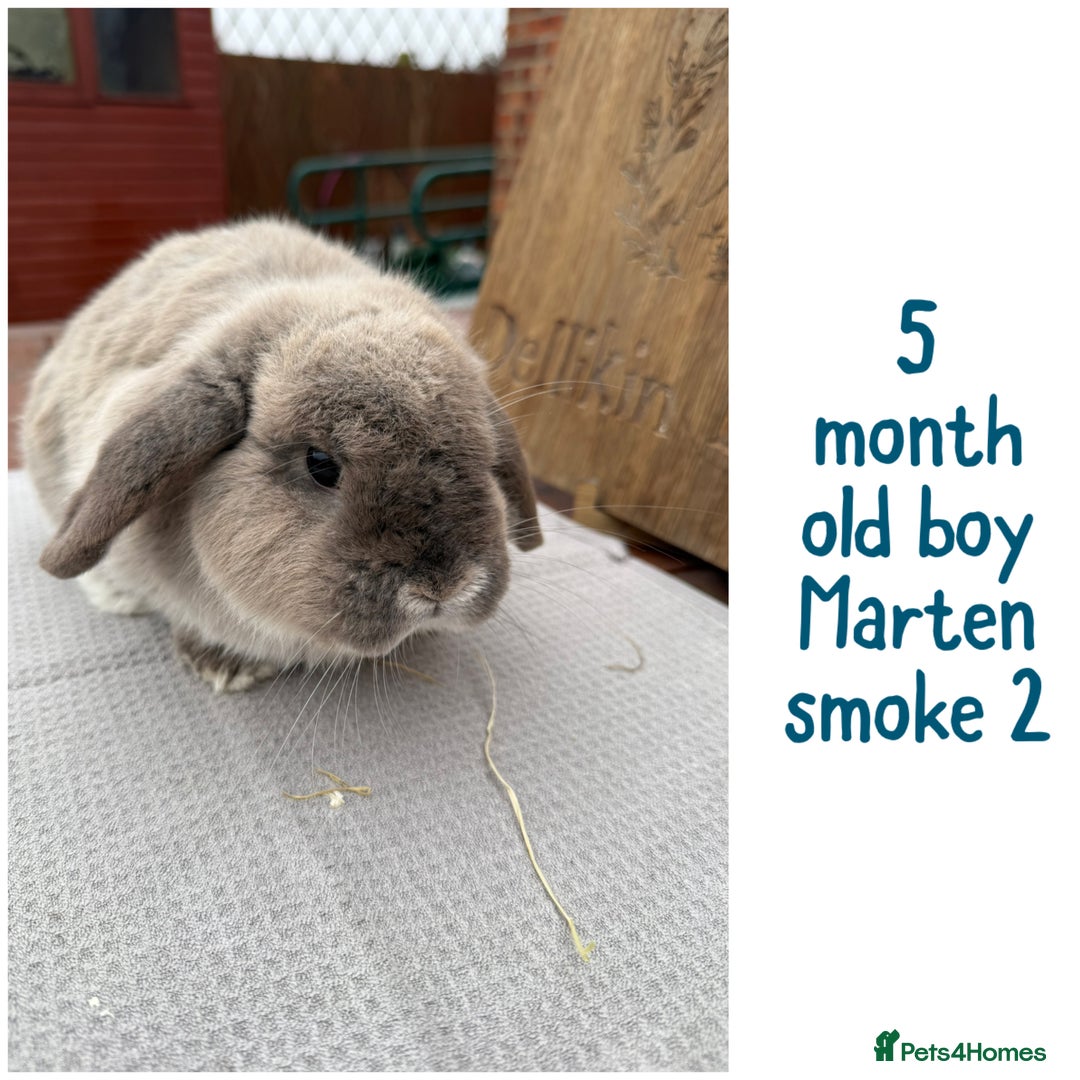 Mini Lop rabbits for sale: Mini lop boys - various ages - Advert 4