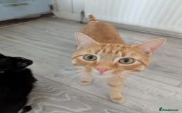 Domestic Shorthair cats for sale: Cats requiring living homes  - Image 4