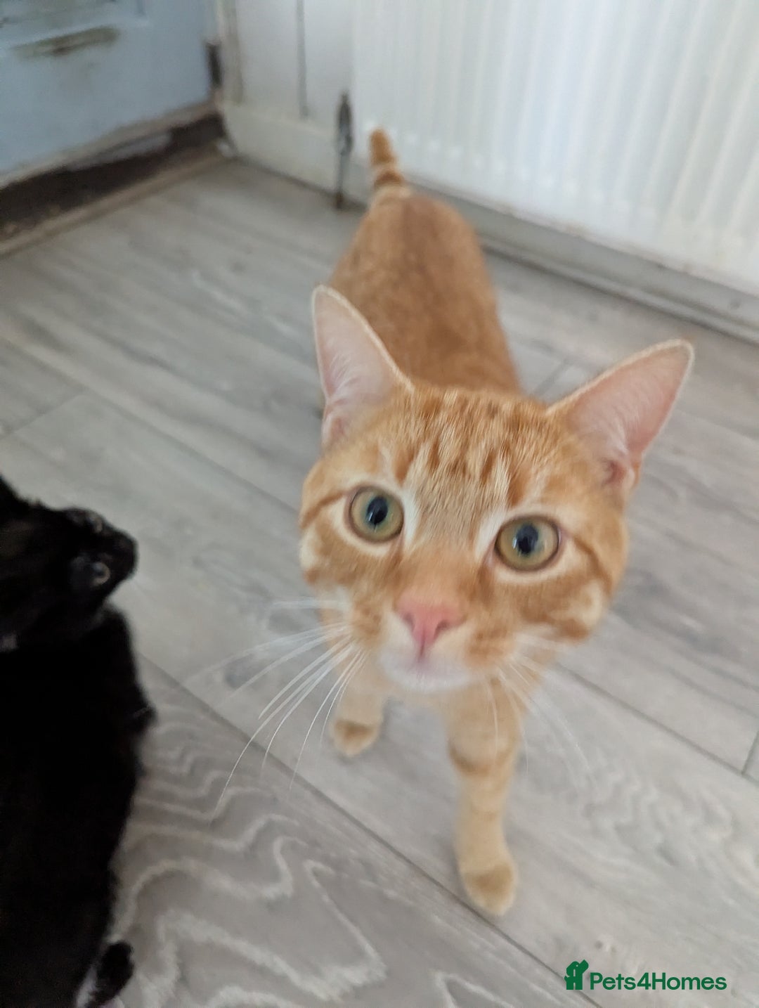 Domestic Shorthair cats for sale: Cats requiring living homes  - Image 4