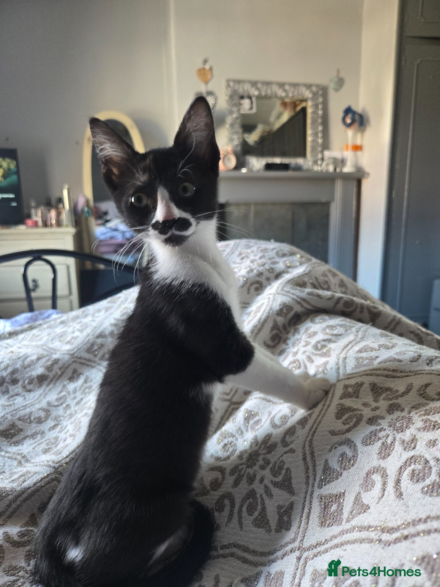 Mixed Breed cats Stunning girl avaliable now reduced  - Advert 11