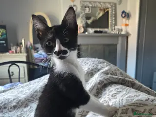 Mixed Breed cats Stunning girl avaliable now reduced - Advert 11