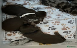 Miniature Dachshund dogs for sale: Chocolate Tan/dapple Miniature Dachsund - Image 11