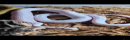 Corn Snake reptiles for sale: CB24 Palmetto Corn Snakes  - Advert 2