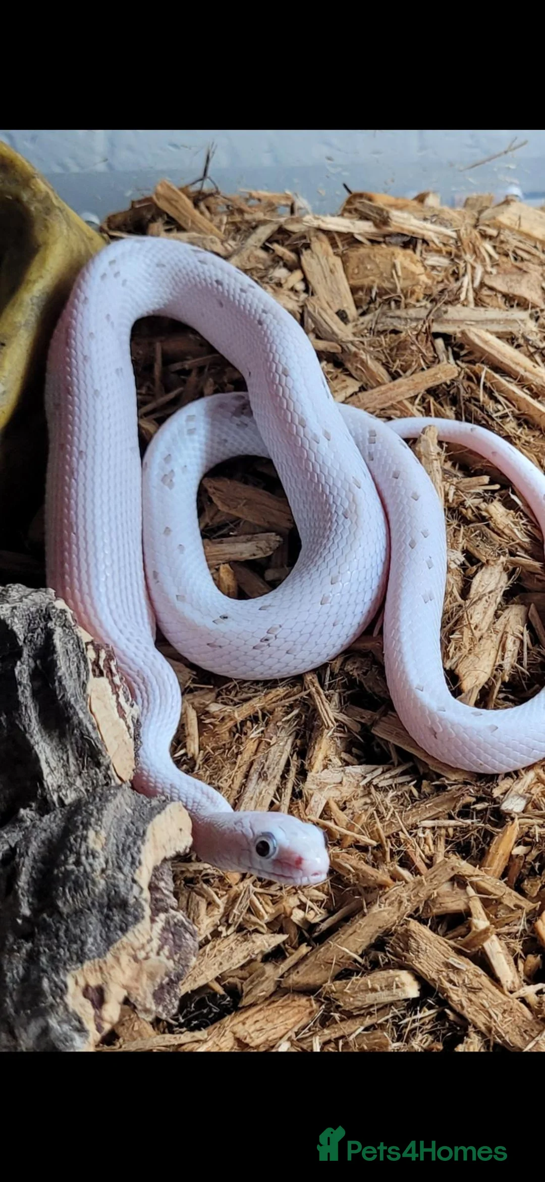 Corn Snake reptiles for sale: CB24 Palmetto Corn Snakes  - Advert 2
