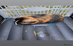 Guinea Pig rodents for sale: Baby guinea pigs for sale, various breeds - Image 12