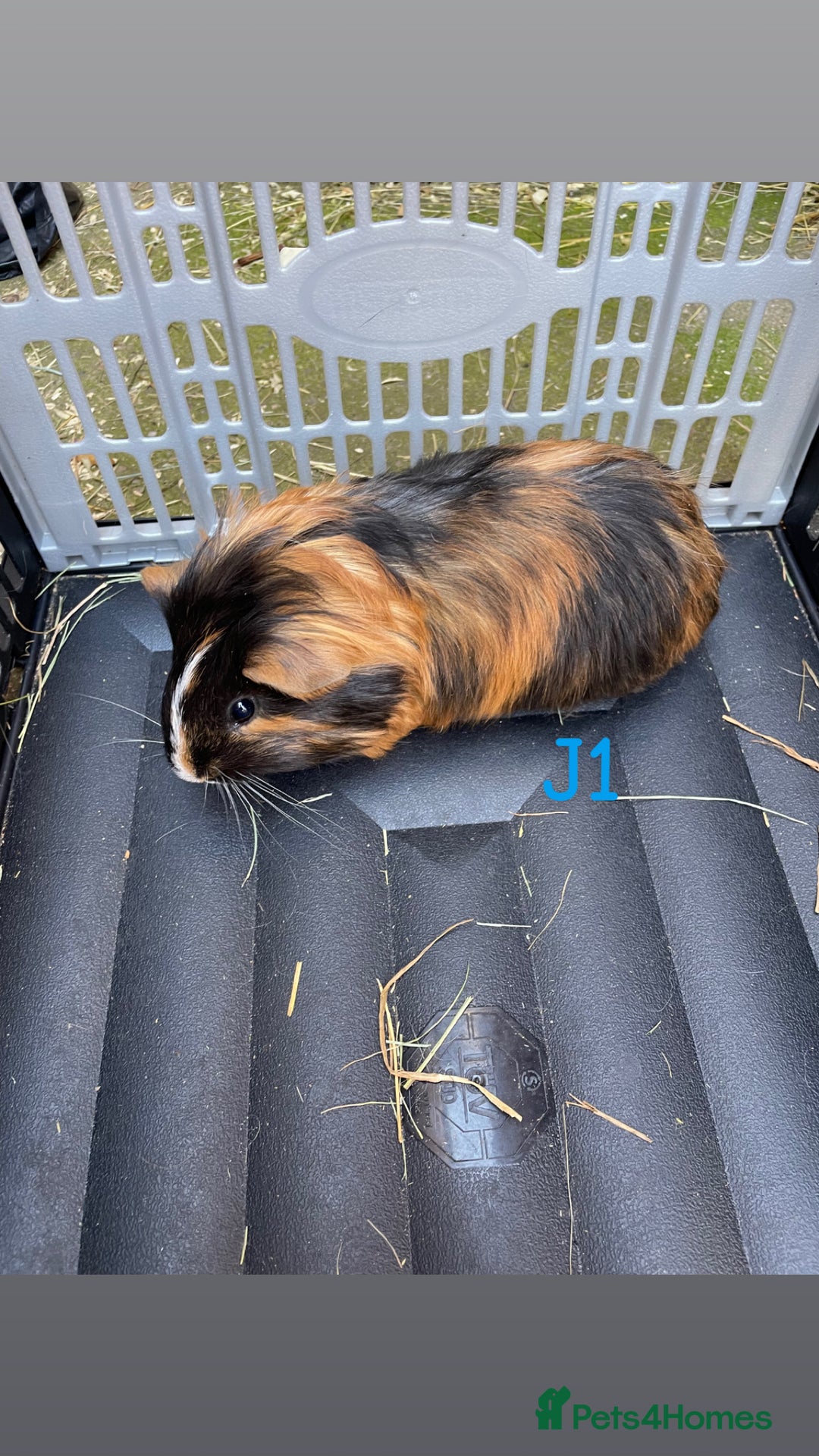 Guinea Pig rodents for sale: Baby guinea pigs for sale, various breeds - Image 12