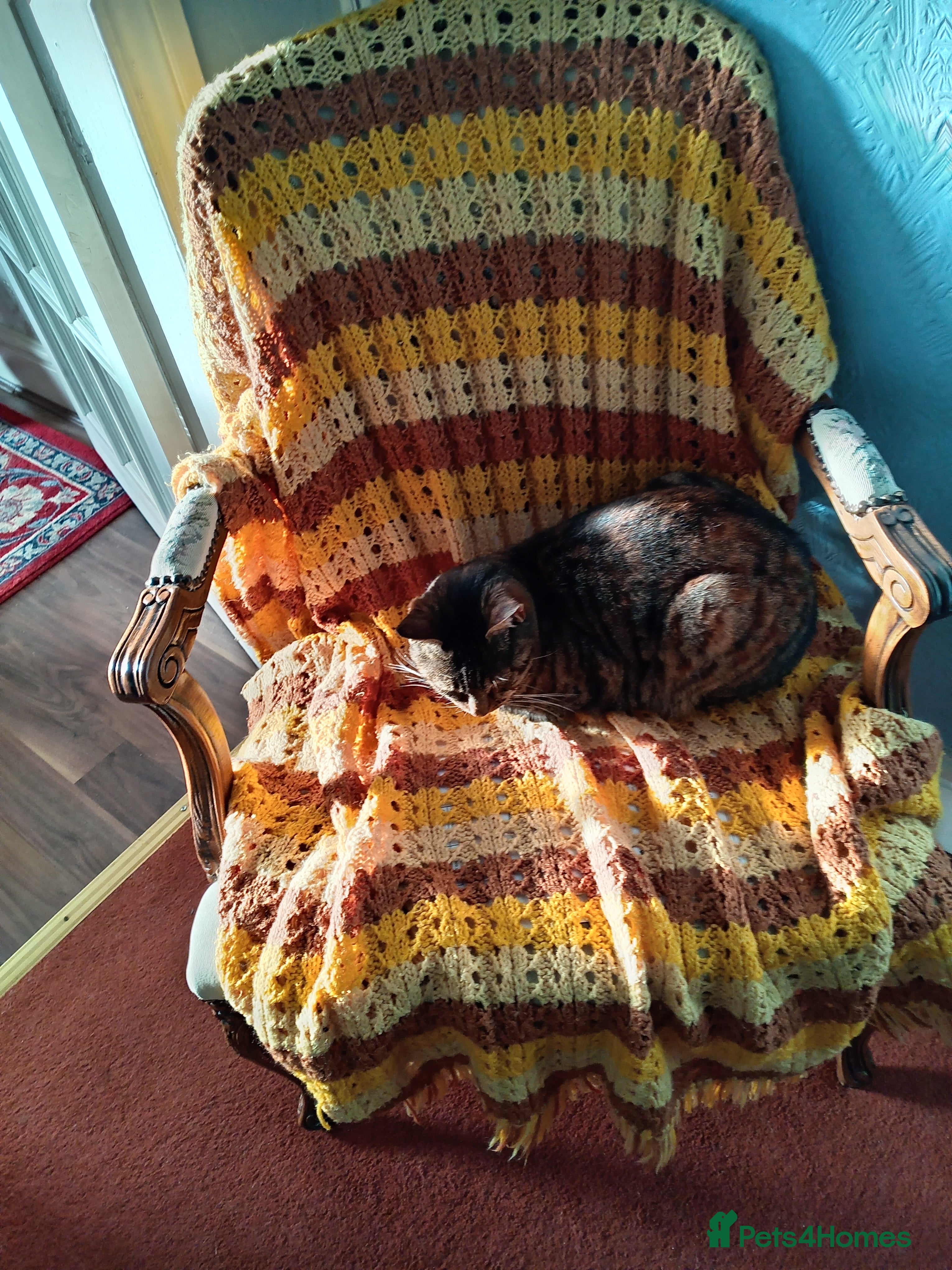 Mixed Breed cats Two lovely cats need new home  - Advert 1