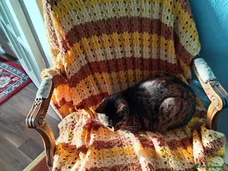 Mixed Breed cats Two lovely cats need new home - Advert 1