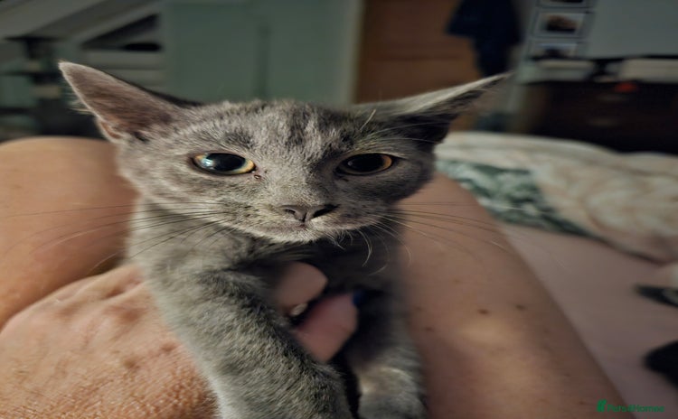 Mixed Breed cats - Advert 1