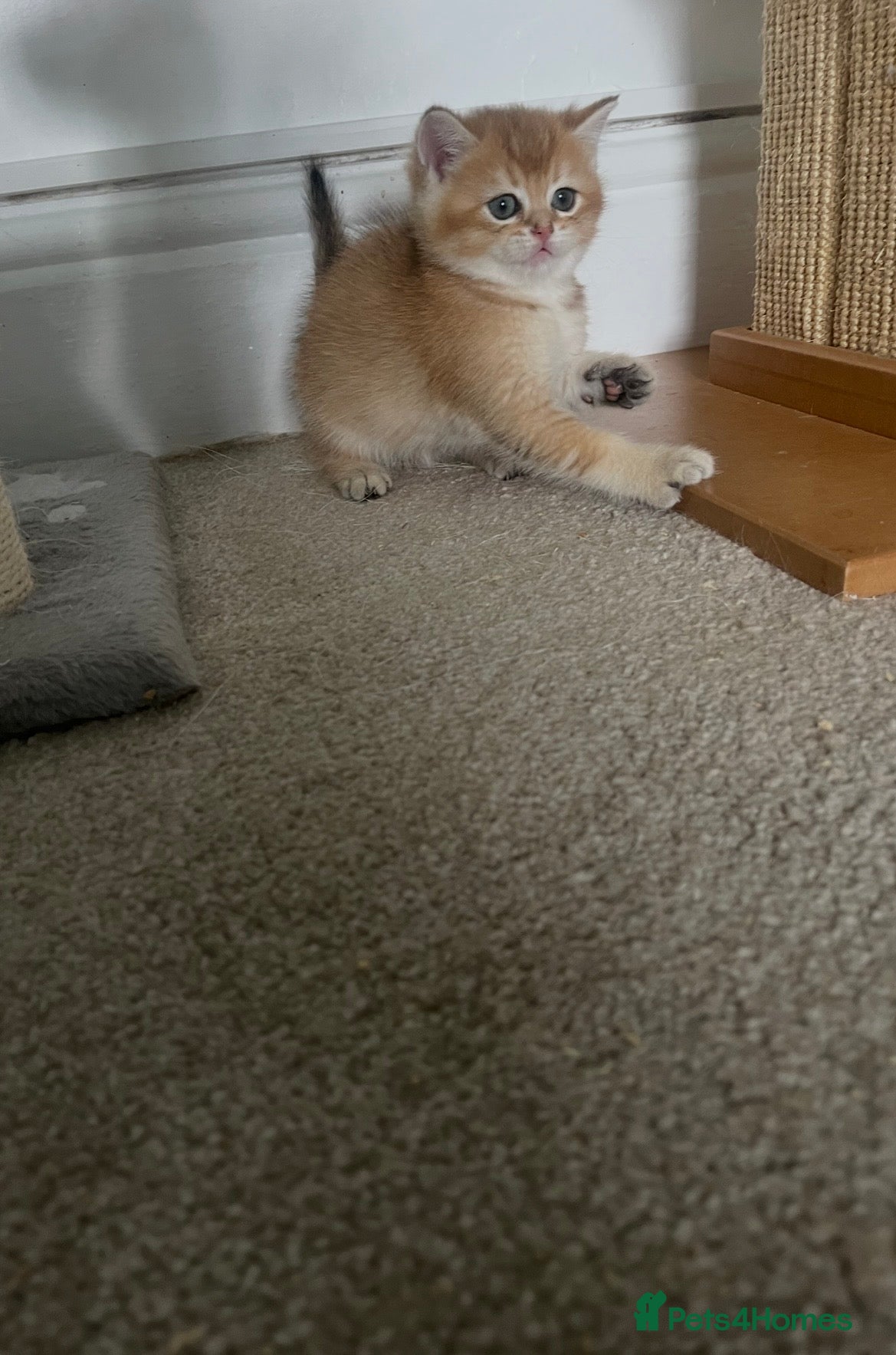 British Shorthair cats GOLDEN NY12 ACTIVE GRAND CHAMPION BLOODLINE  - Advert 2