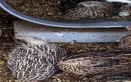 Quail poultry for sale: Quails  - Image 11
