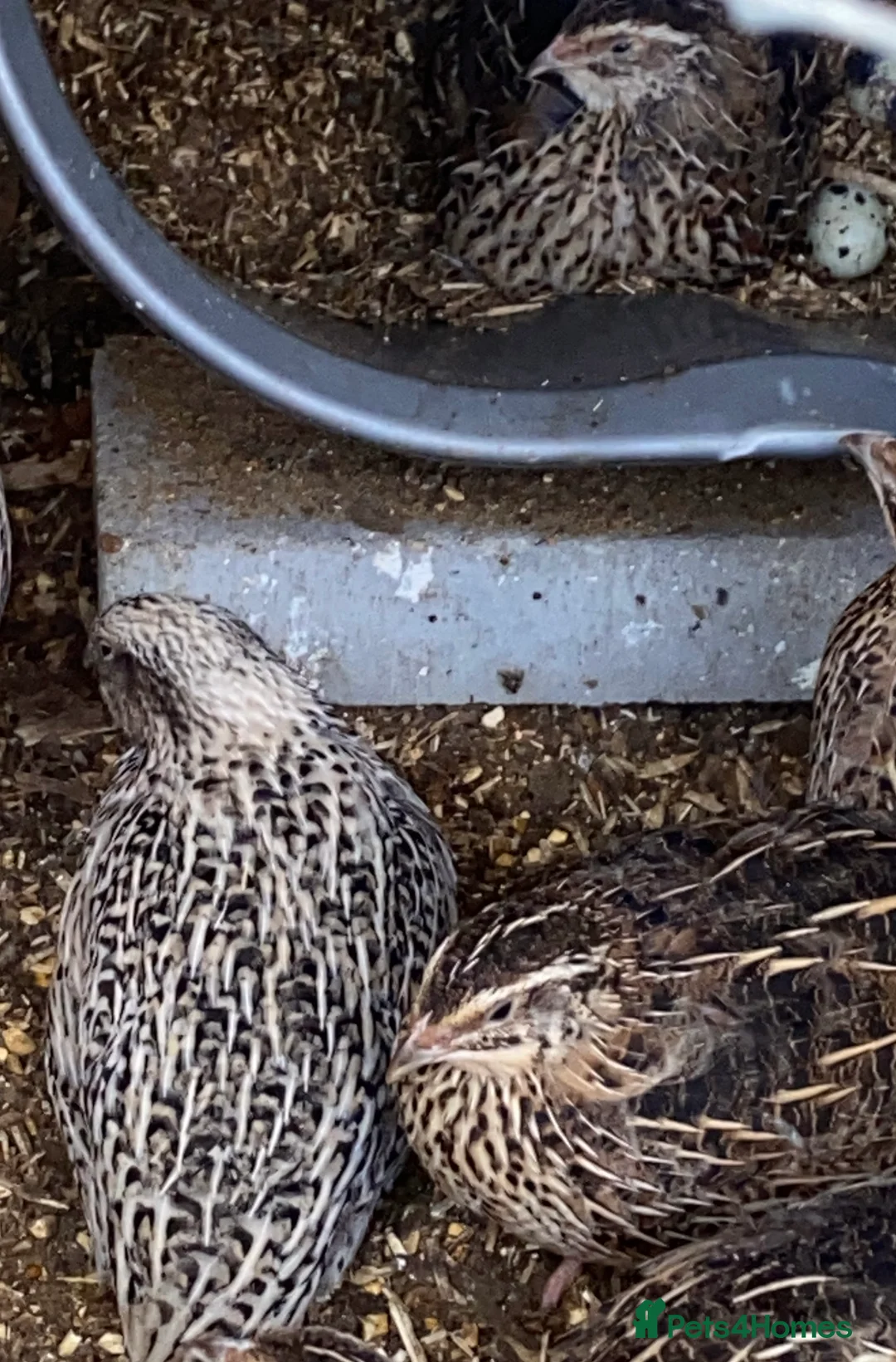 Quail poultry for sale: Coturnix quail see description for prices  - Advert 19