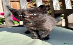 Mixed Breed cats for sale: Lovely kittens  - Image 8