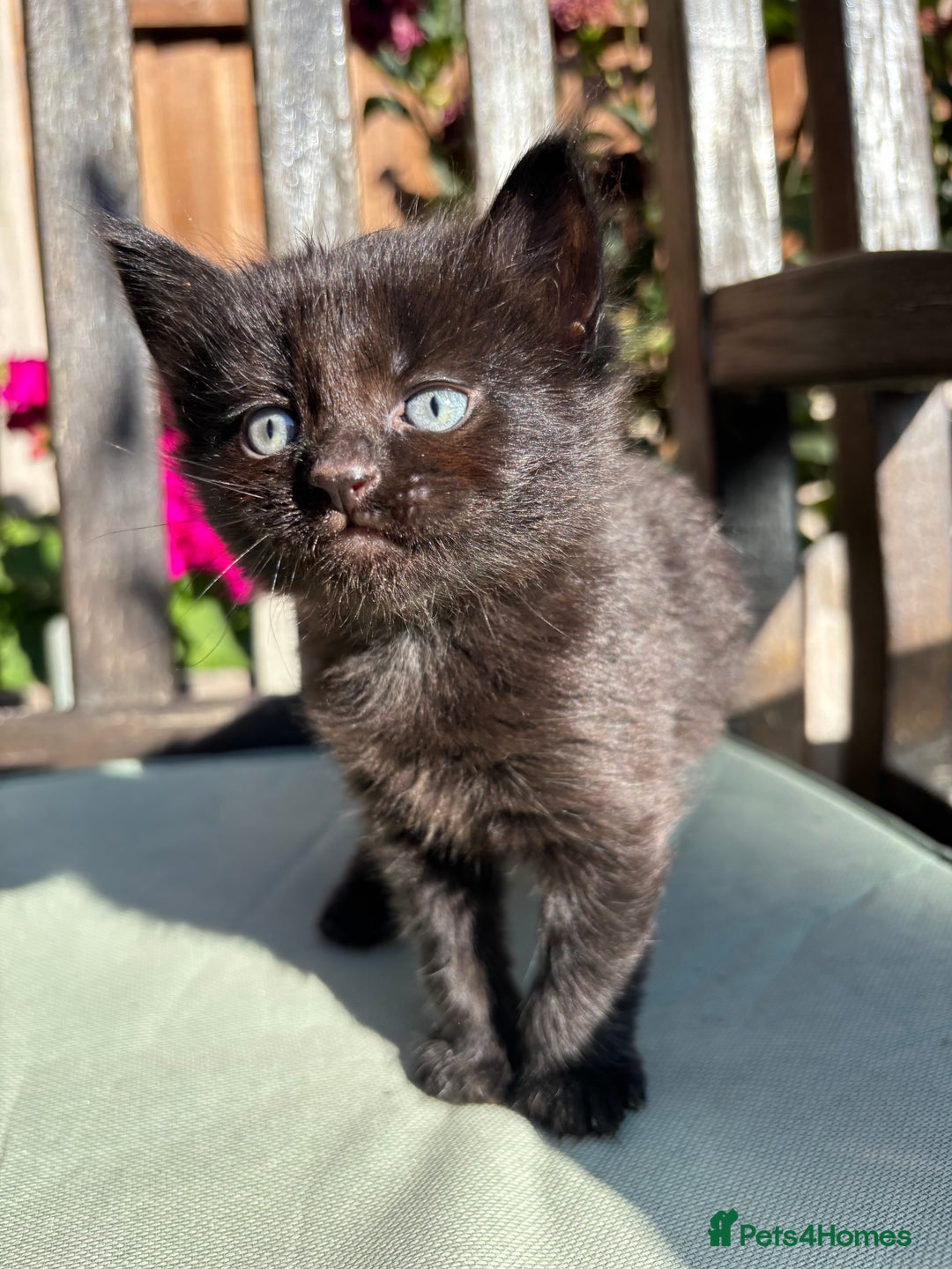 Mixed Breed cats for sale: Lovely kittens  - Image 8