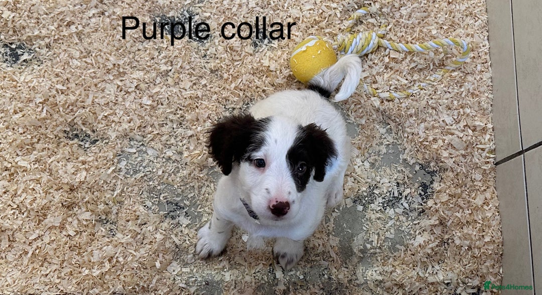 Sproodle dogs for sale: Sproodle puppies, exp breeder, Lancashire  - Image 15