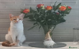 European cats for sale: LULU  - Image 2