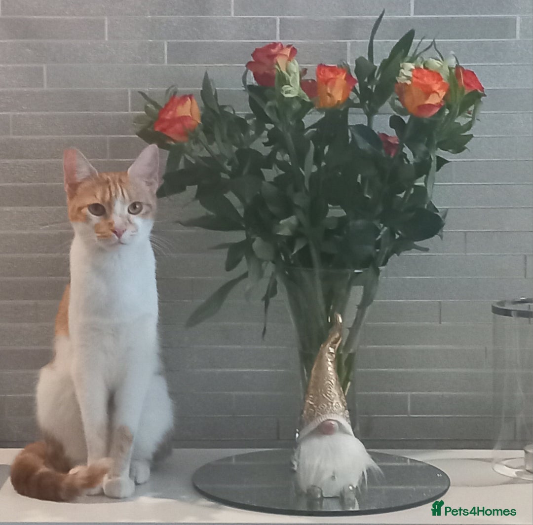 European cats for sale: LULU  - Image 2