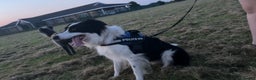 Border Collie dogs for sale: Rex the border collie - Advert 5