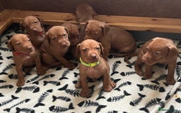 Hungarian Vizsla dogs for sale: Wonderful puppies from mum with 0/0 hip score.  - Image 25
