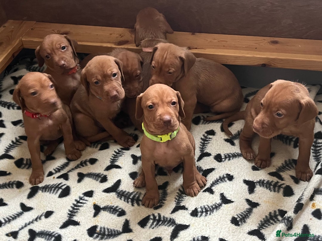 Hungarian Vizsla dogs for sale: Wonderful puppies from mum with 0/0 hip score.  - Image 25