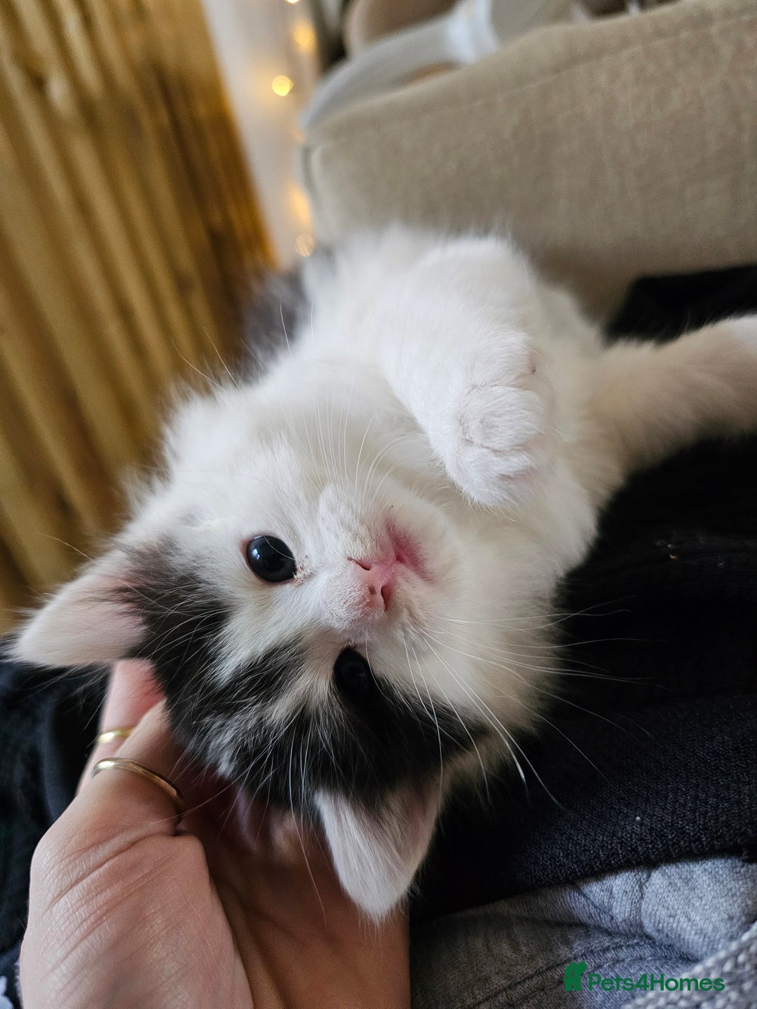 Turkish Angora cats for sale: Kittens for sale - Advert 5