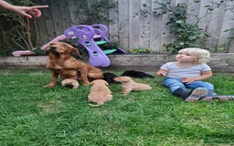 Labrador Retriever dogs for sale: Gorgeous Fox red / black Labrador puppies  - Image 4