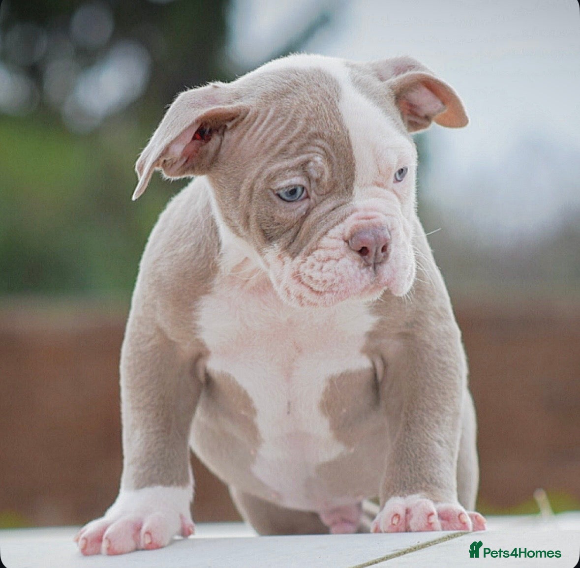 Old Tyme Bulldog dogs 23 years 5⭐️Rated Licensed professionals  - Advert 4