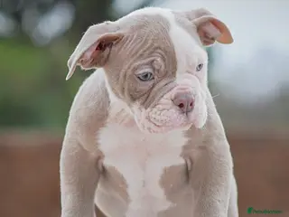 Old Tyme Bulldog dogs 23 years 5⭐️Rated Licensed professionals - Advert 4