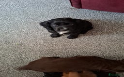 Cocker Spaniel dogs for stud: For stud - Image 5