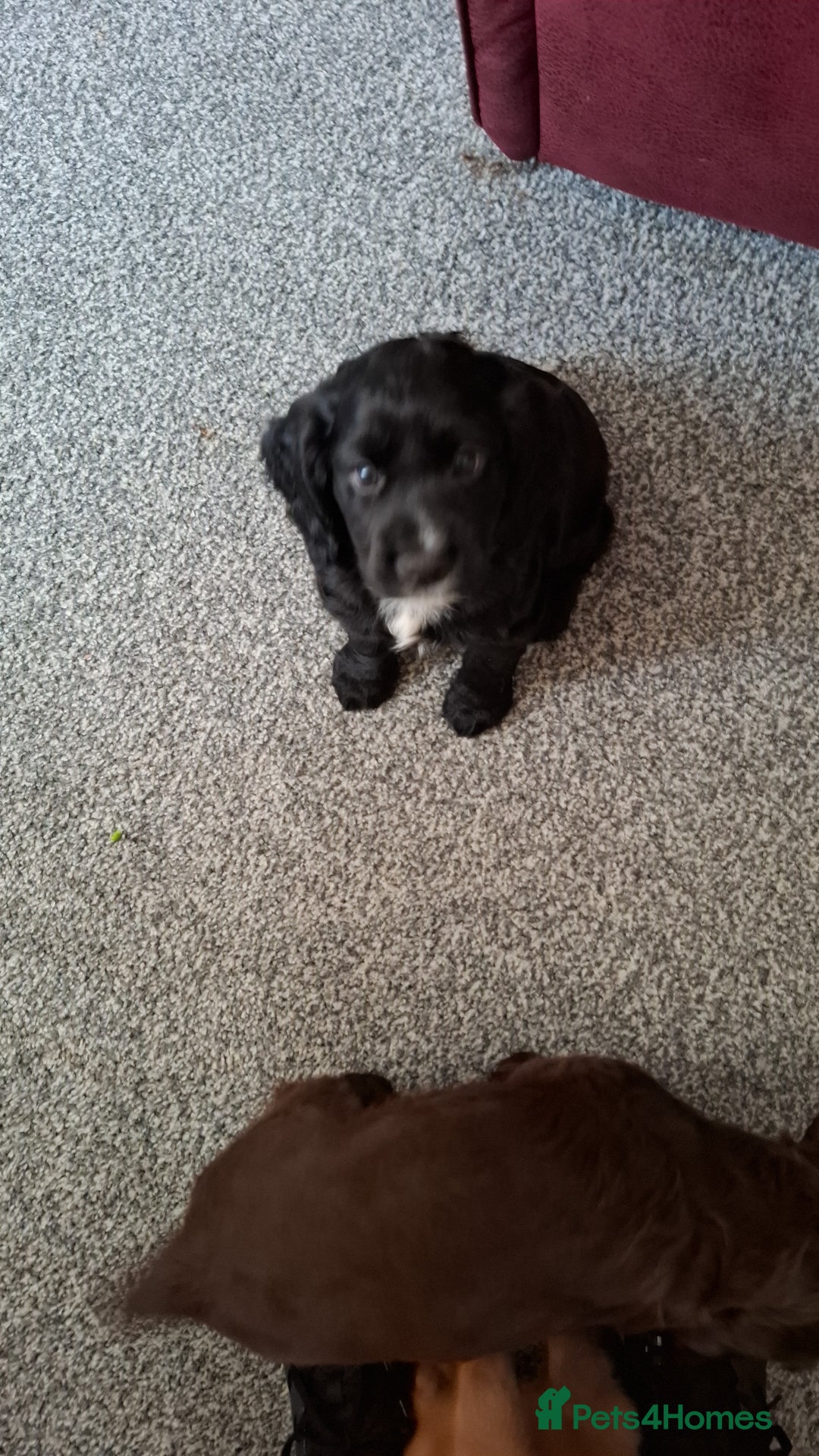 Cocker Spaniel dogs for stud: For stud - Image 5