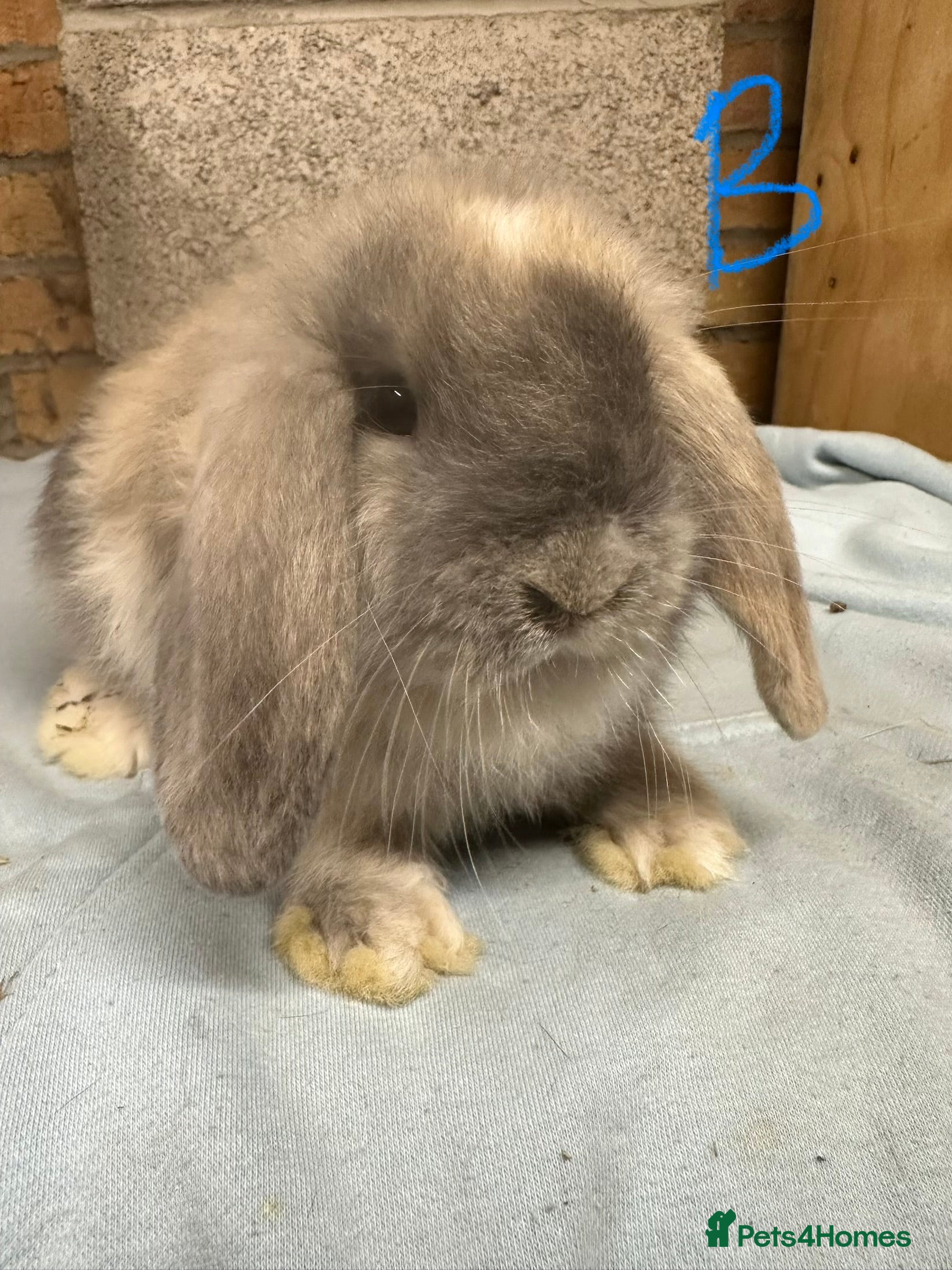 Mini Lop rabbits Mini Lop rabbits For Sale  - Advert 2