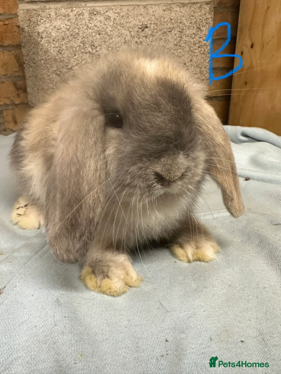 Mini Lop rabbits for sale: Mini Lop rabbits For Sale  - Advert 2