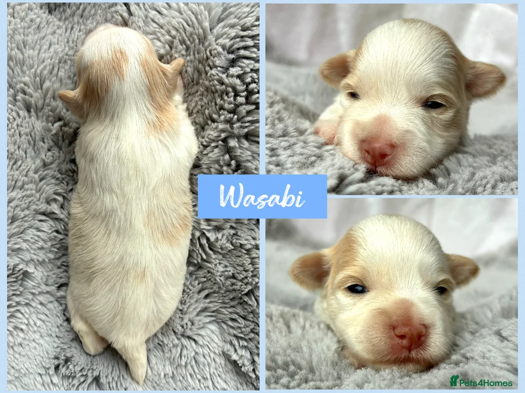 Miniature Schnauzer dogs for sale: 1 CHOC GIRL - KC TOY/MINI SCHNAUZER MAC/BVA CLEAR - Advert 11