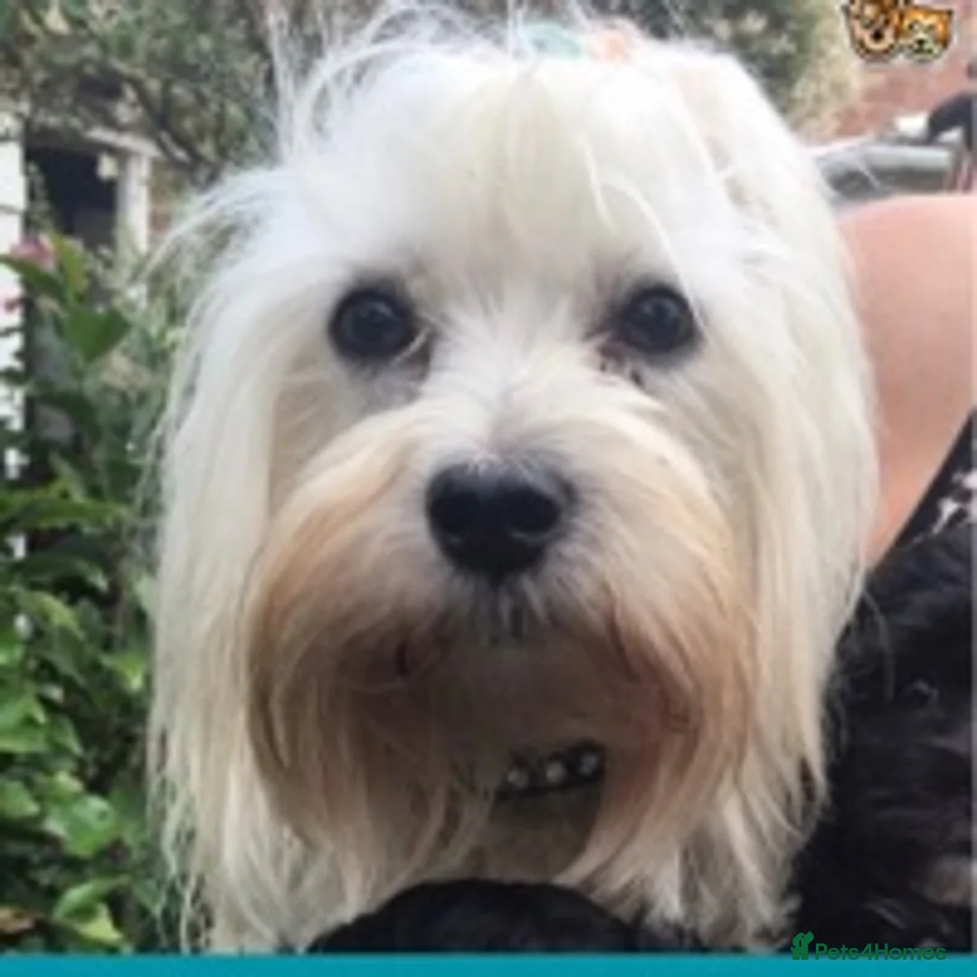 Maltese dogs for stud: Stunning Maltese at stud in Coventry - Advert 1