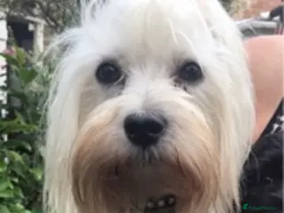 Maltese dogs Stunning Maltese at stud in Coventry - Advert 11