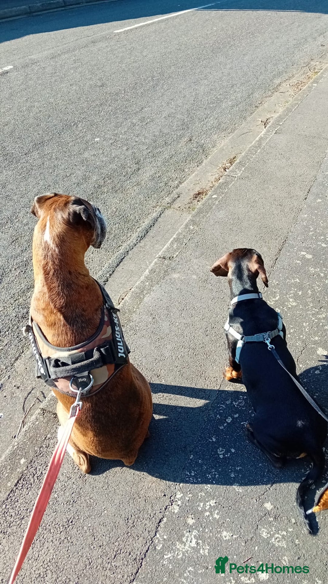 Mixed Breed dogs for sale: Looking for new home!  - Image 2