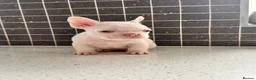 French Bulldog dogs for sale: French bulldog pups 3 females and 2 males - Advert 12