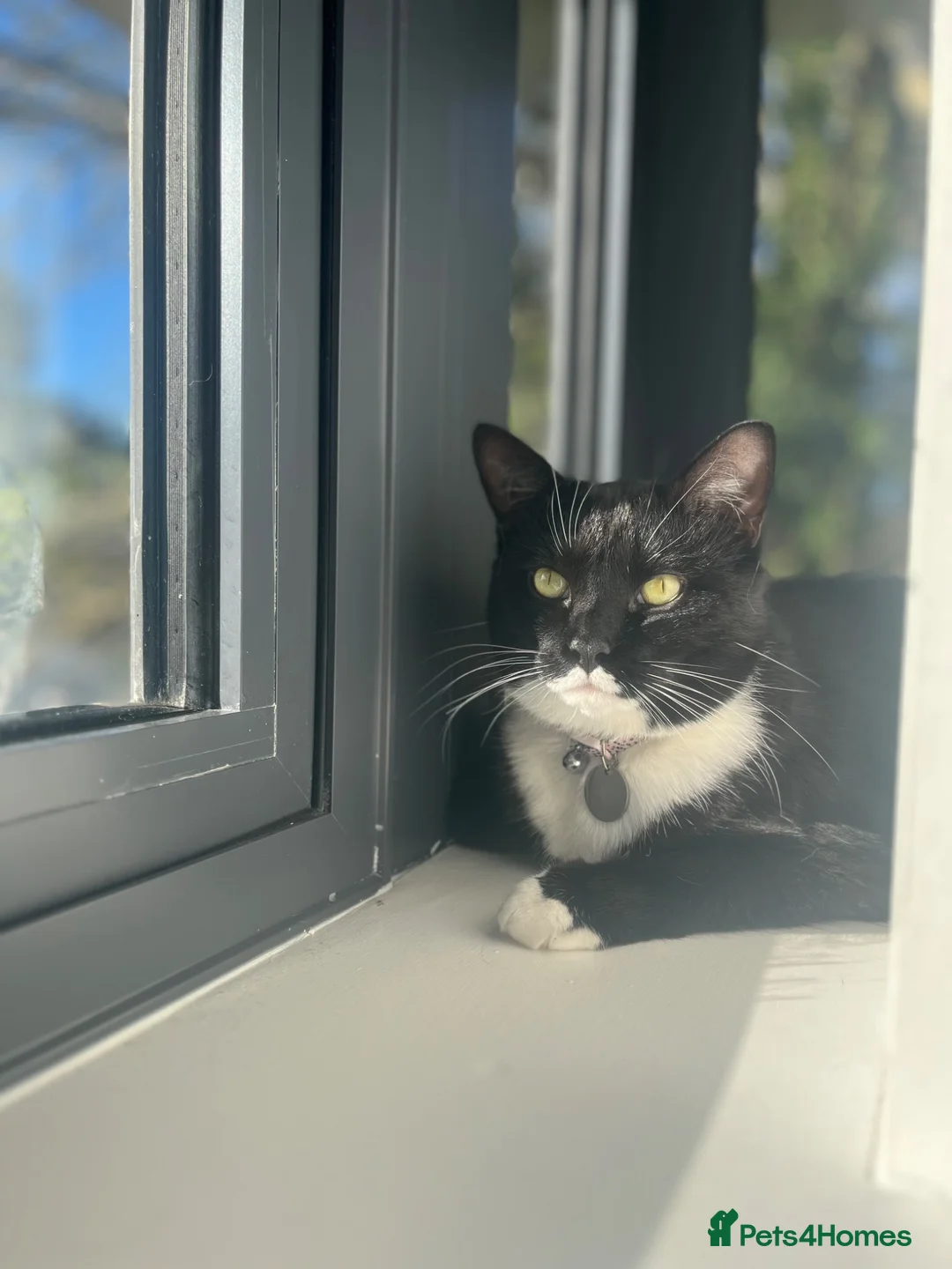 Mixed Breed cats for sale: Female Mixed Breed - Aged 4 - Advert 7