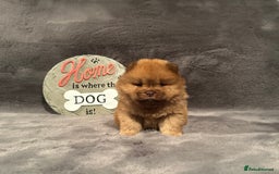 Chow Chow dogs for sale: Exotic colour Pure chow chow puppies for sale  - Image 20
