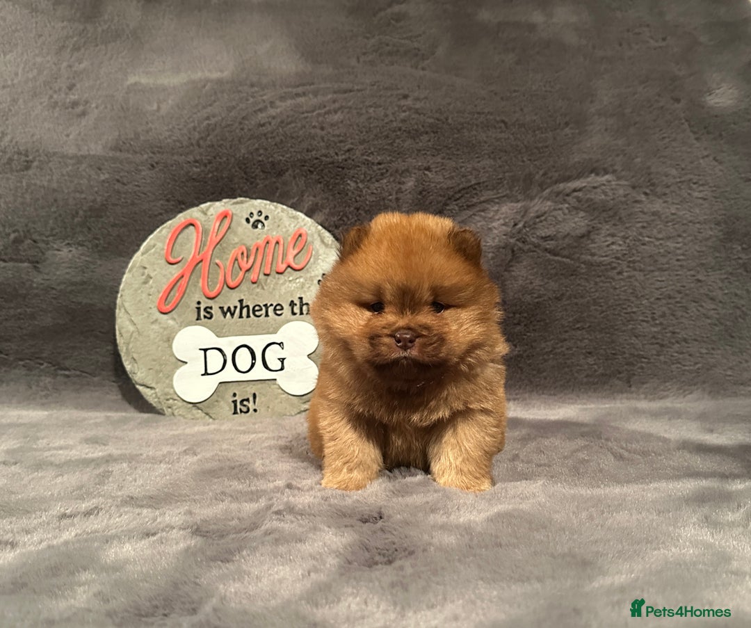 Chow Chow dogs for sale: Exotic colour Pure chow chow puppies for sale  - Image 20