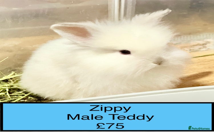 Lionhead rabbits - Advert 2