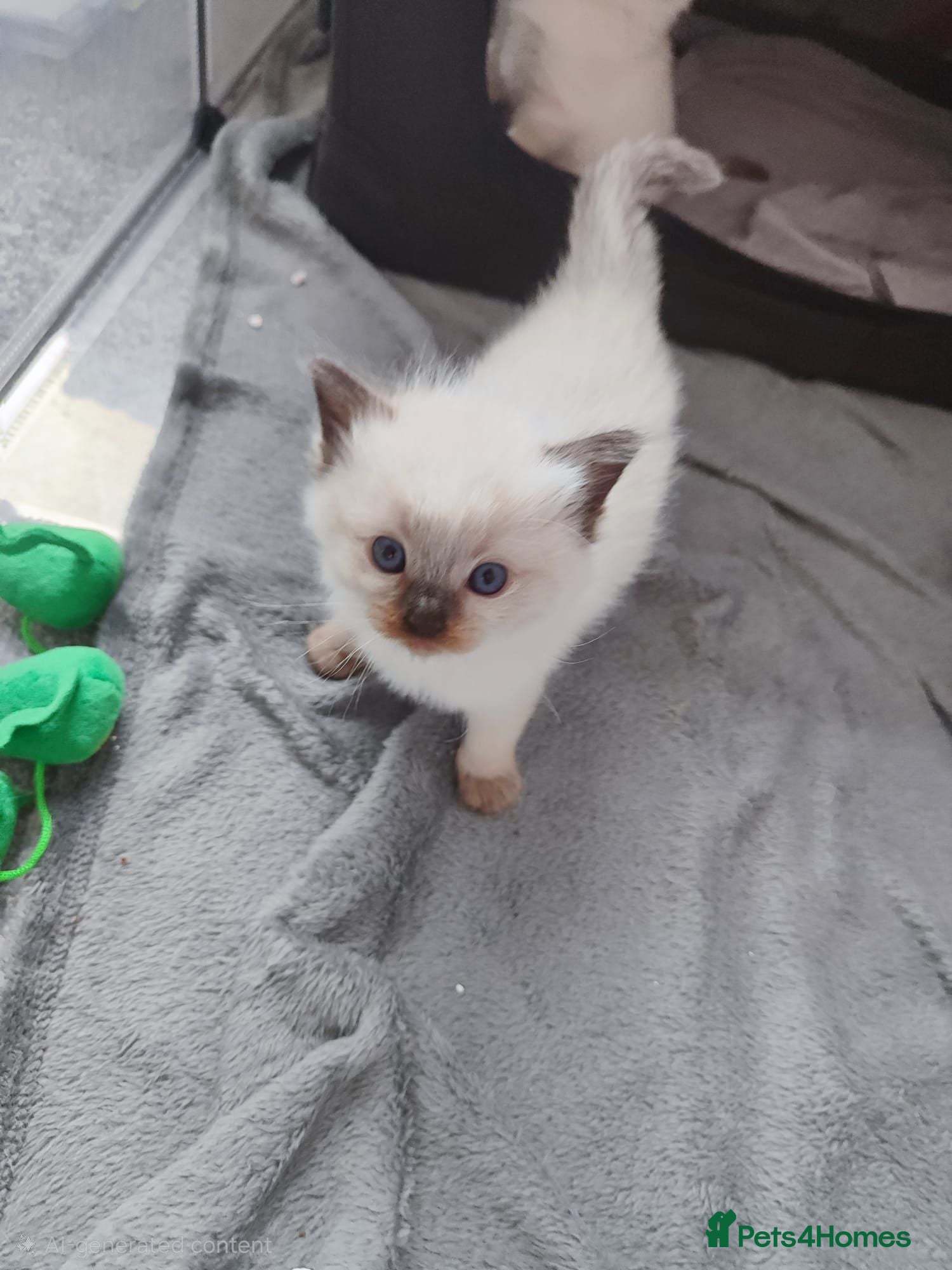 Ragdoll cats 💙Rare Lynx Point Purebred Ragdoll Kittens💙  - Advert 2
