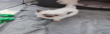 Peanut
