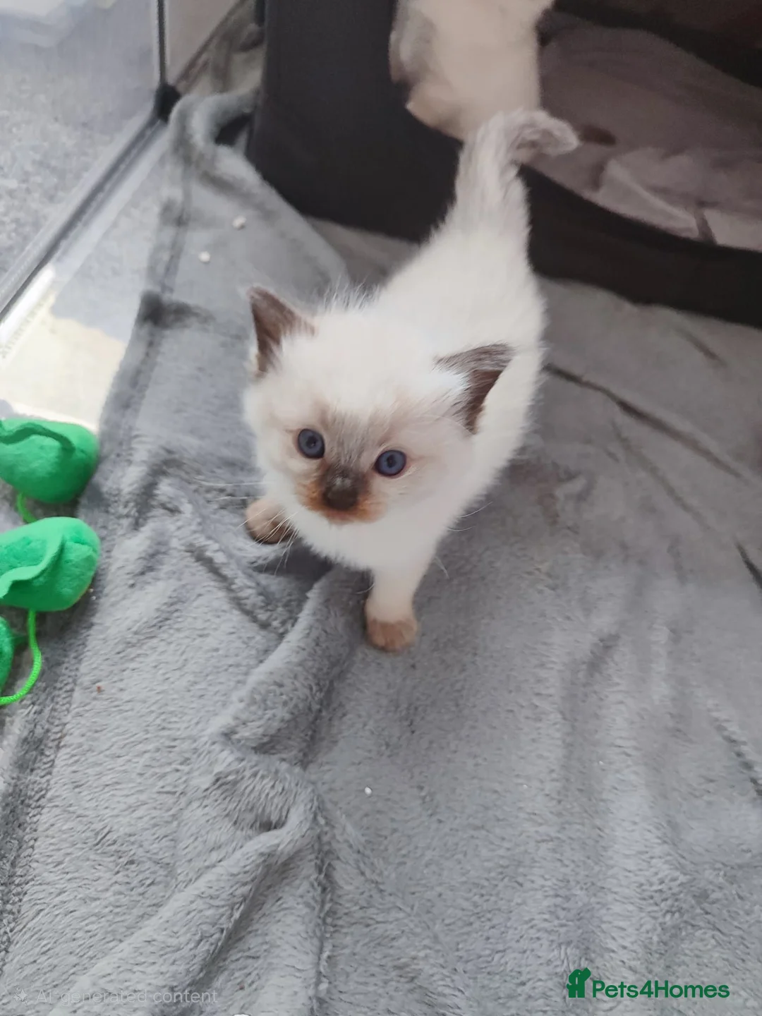 Ragdoll cats for sale: 💙Rare Lynx Point Purebred Ragdoll Kittens💙  - Advert 2