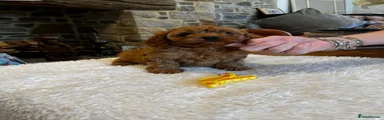 Cavapoo 4