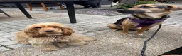 Mixed Breed dogs for sale: Roxy ❤️ A devoted girl looking a home (urgent) - Advert 8