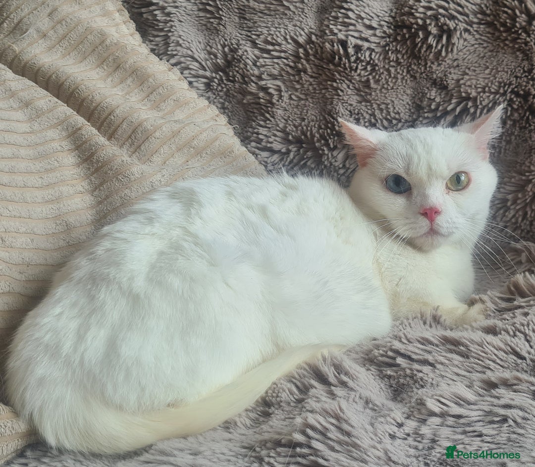 Munchkin cats for sale: Beautiful munchkin - Image 1