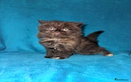 Persian cats for sale: Pedigree Persians for sale!  - Image 10