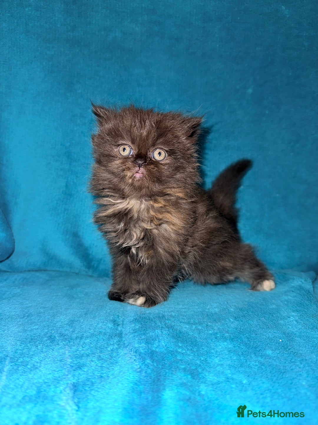 Persian cats for sale: Pedigree Persians for sale!  - Image 10