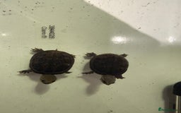 Turtle reptiles for sale: 2 Musk Turtles + Full setup + Foods - Advert 1